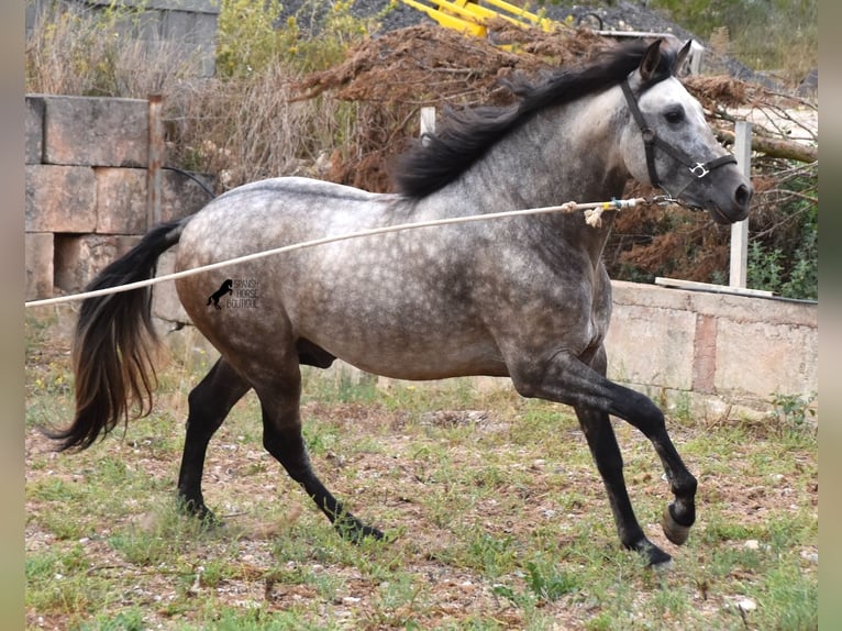 Andalou Étalon 3 Ans 167 cm Isabelle in Mallorca