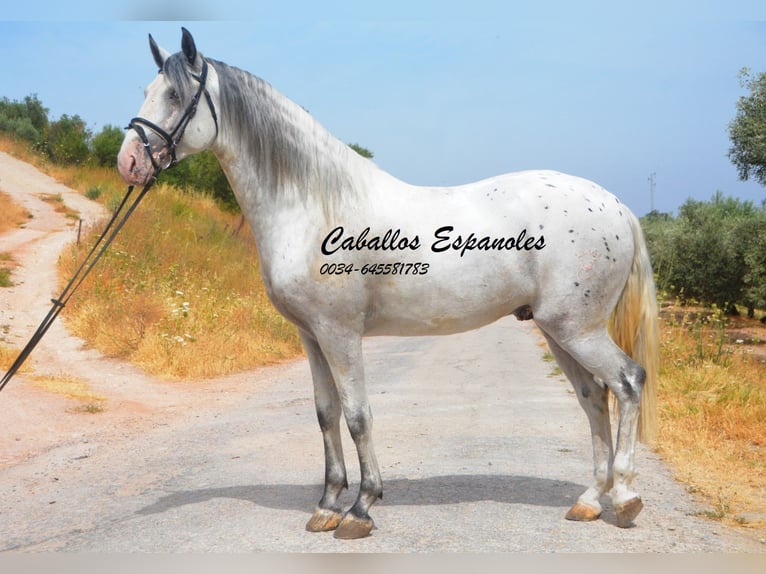 Andalou Étalon 3 Ans 168 cm Pinto in Vejer de la Frontera