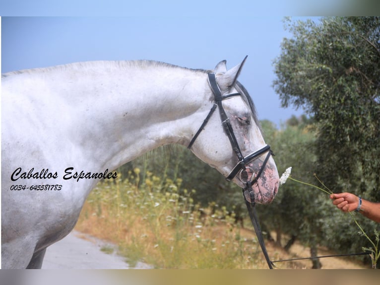 Andalou Étalon 3 Ans 168 cm Pinto in Vejer de la Frontera