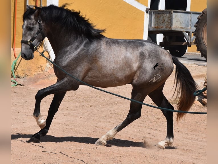 Andalou Étalon 3 Ans 170 cm Gris in Menorca