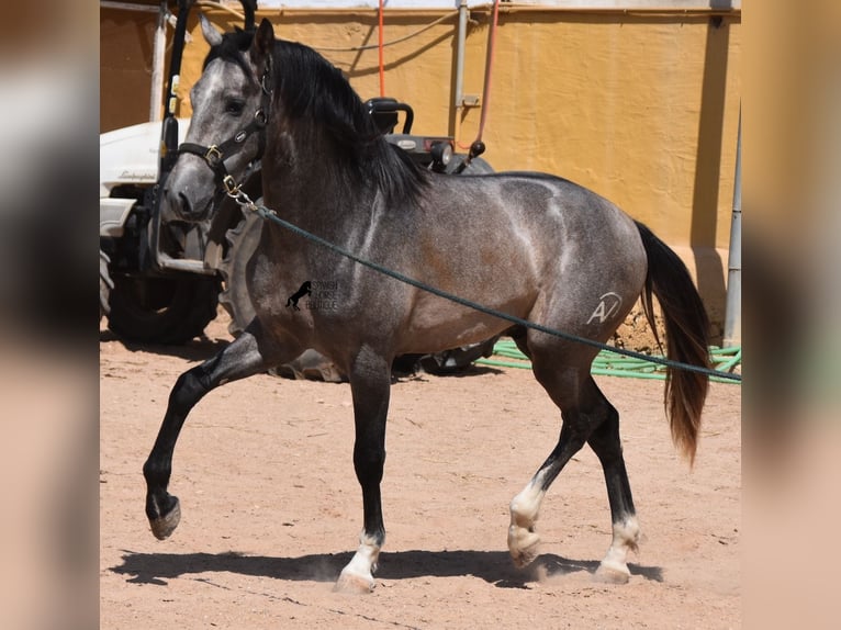 Andalou Étalon 3 Ans 170 cm Gris in Menorca