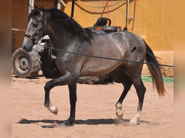 Andalou Étalon 3 Ans 170 cm Gris in Menorca