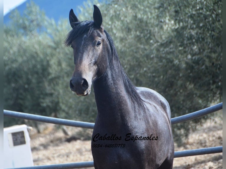 Andalou Étalon 3 Ans Gris noir in Vejer de la Frontera
