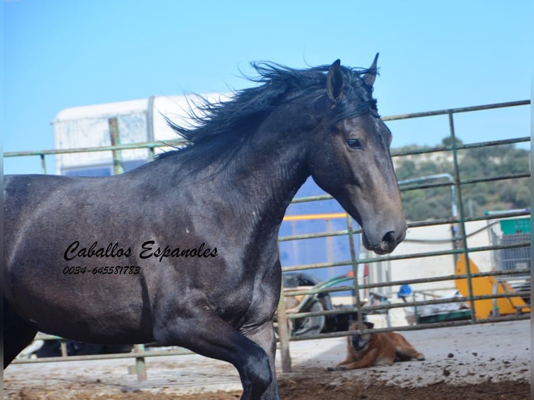 Andalou Étalon 3 Ans Gris noir in Vejer de la Frontera