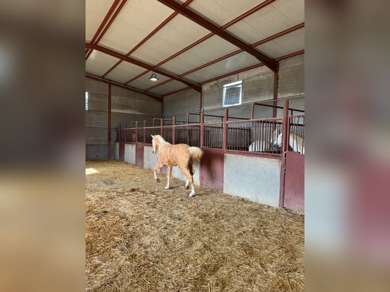 Andalou Étalon 3 Ans Palomino in Chiclana