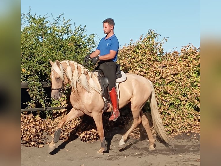 Andalou Étalon 3 Ans Palomino in Galaroza (Huelva)