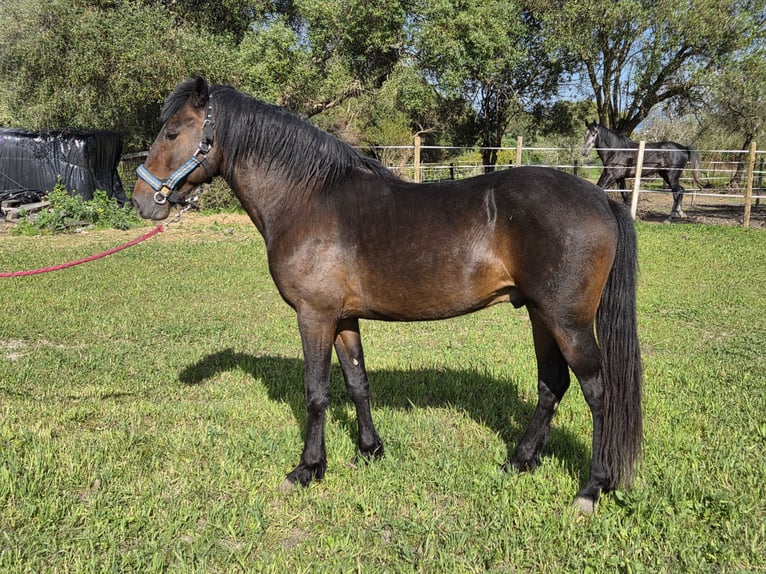 Andalou Étalon 4 Ans 151 cm Bai in Vejer de la Frontera