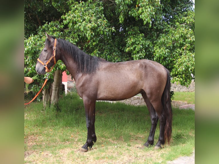 Andalou Étalon 4 Ans 154 cm Aubère in Vejer de la Frontera