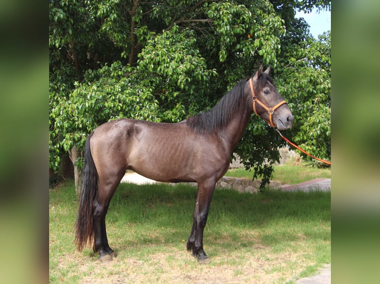 Andalou Étalon 4 Ans 154 cm Aubère in Vejer de la Frontera