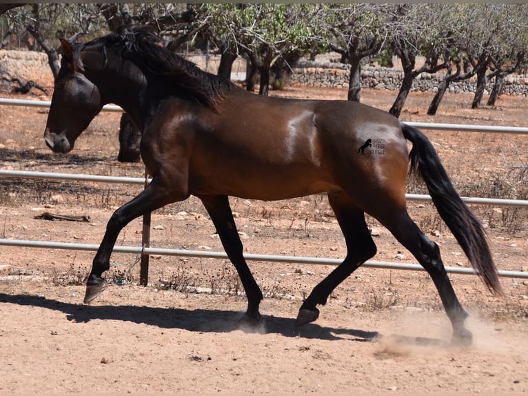 Andalou Étalon 4 Ans 154 cm Bai in Mallorca