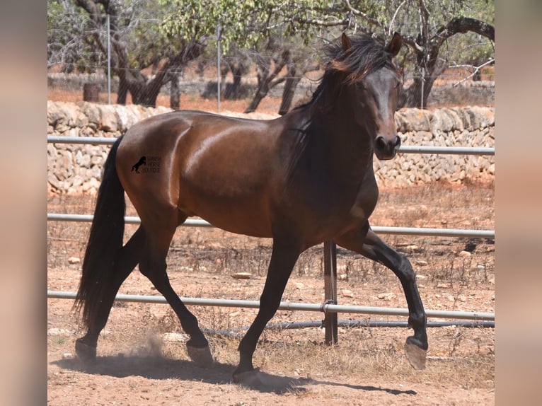 Andalou Étalon 4 Ans 154 cm Bai in Mallorca