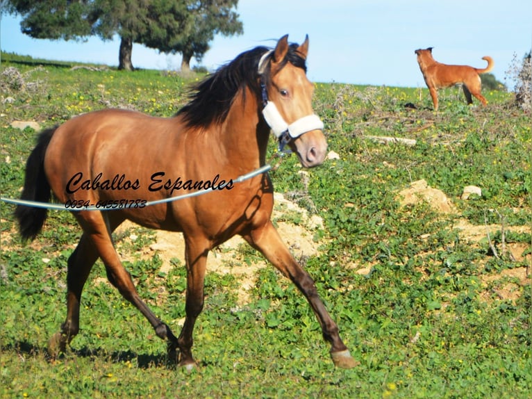 Andalou Étalon 4 Ans 154 cm Cremello in Vejer de la Frontera