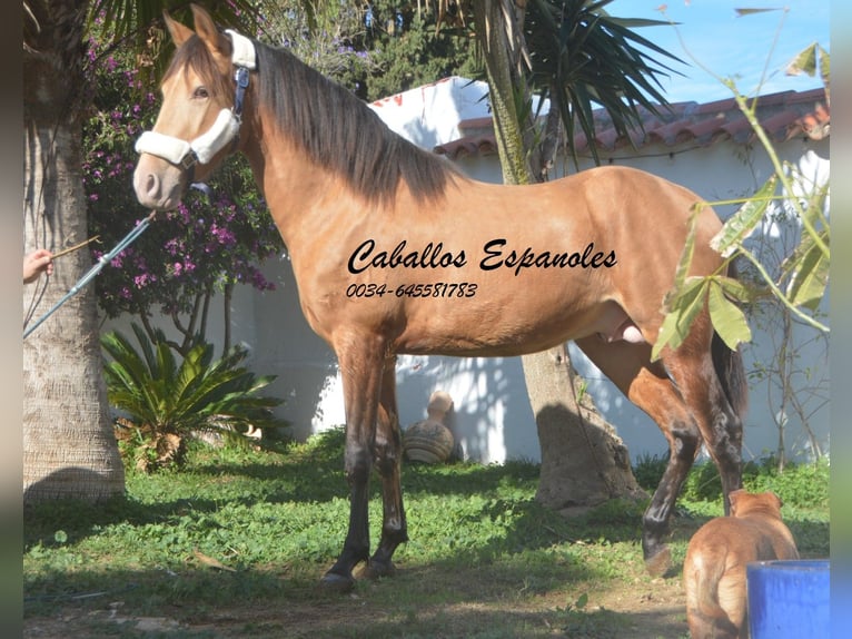 Andalou Étalon 4 Ans 154 cm Cremello in Vejer de la Frontera