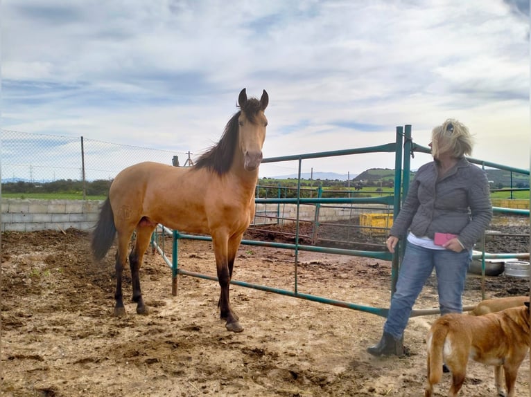 Andalou Étalon 4 Ans 154 cm Cremello in Vejer de la Frontera