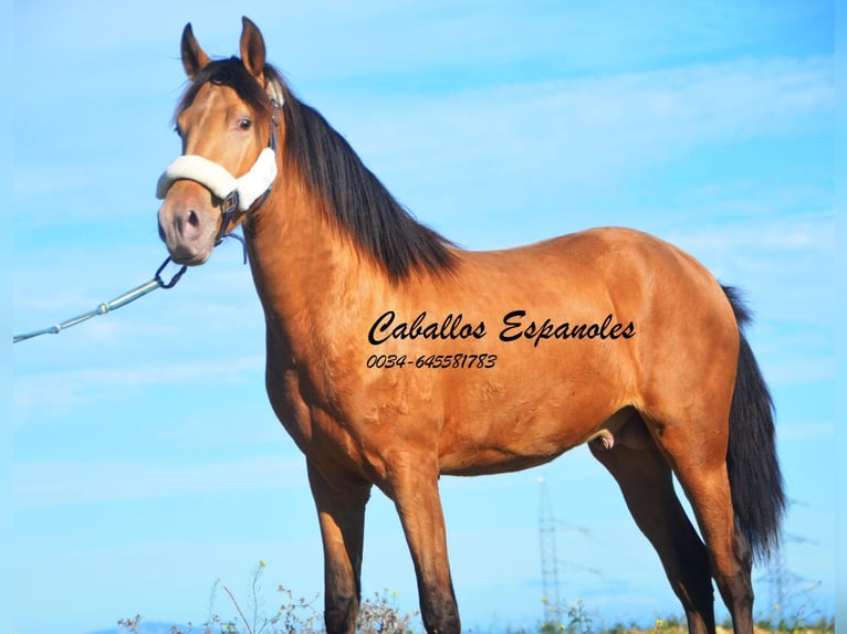 Andalou Étalon 4 Ans 154 cm Cremello in Vejer de la Frontera