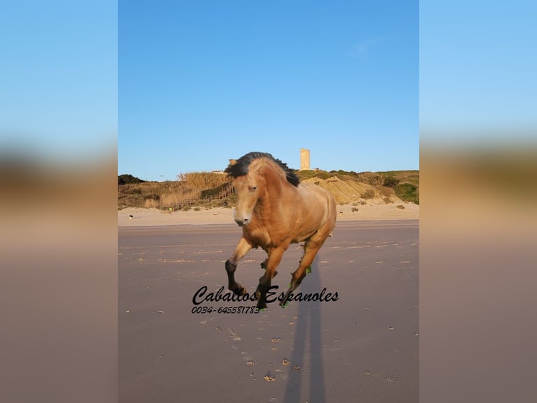 Andalou Étalon 4 Ans 154 cm Cremello in Vejer de la Frontera