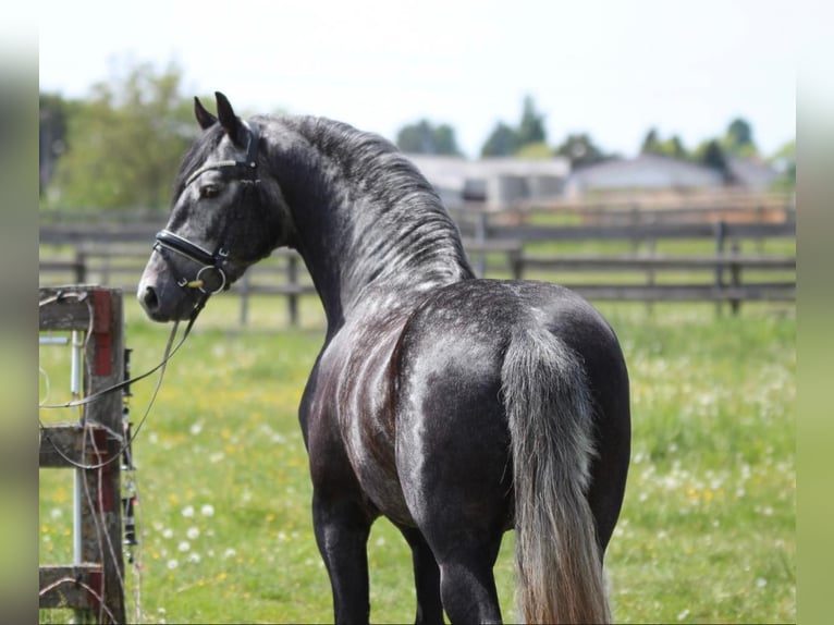 Andalou Étalon 4 Ans 155 cm Gris in Rechnitz