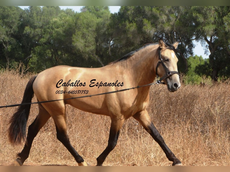 Andalou Étalon 4 Ans 156 cm Buckskin in Vejer de la Frontera