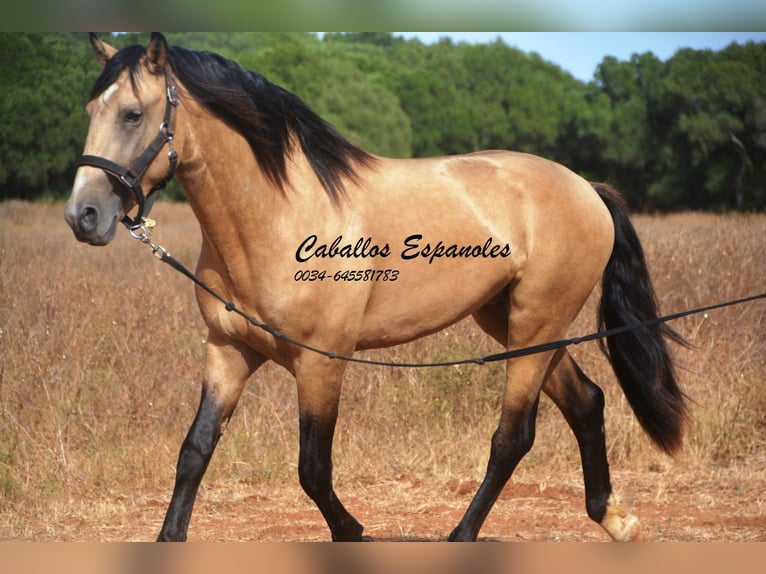 Andalou Étalon 4 Ans 156 cm Buckskin in Vejer de la Frontera