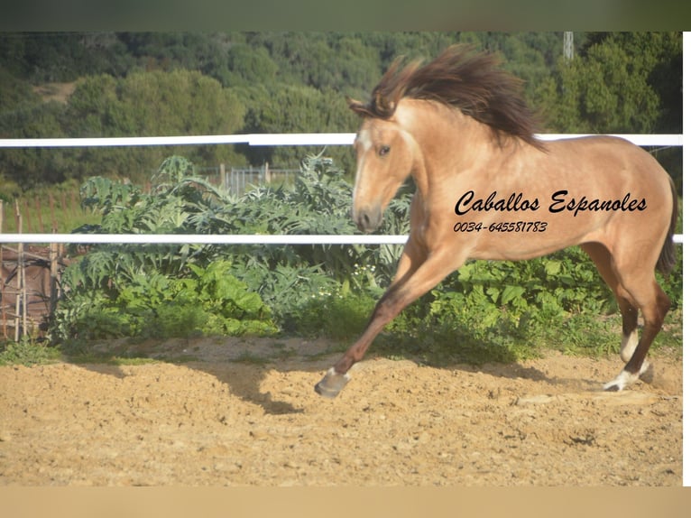 Andalou Étalon 4 Ans 156 cm Isabelle in Vejer de la Frontera