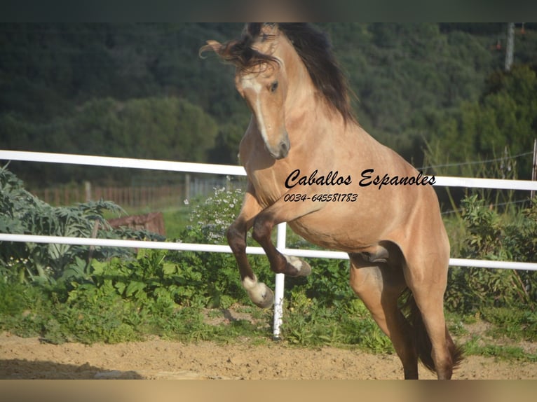 Andalou Étalon 4 Ans 156 cm Isabelle in Vejer de la Frontera