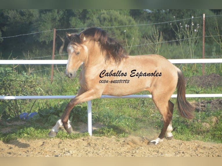Andalou Étalon 4 Ans 156 cm Isabelle in Vejer de la Frontera