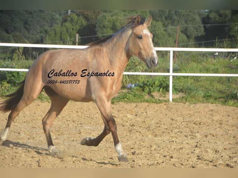 Andalou Étalon 4 Ans 156 cm Isabelle in Vejer de la Frontera