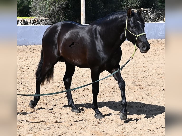 Andalou Étalon 4 Ans 156 cm Noir in Menorca