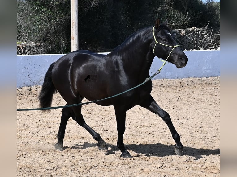 Andalou Étalon 4 Ans 156 cm Noir in Menorca