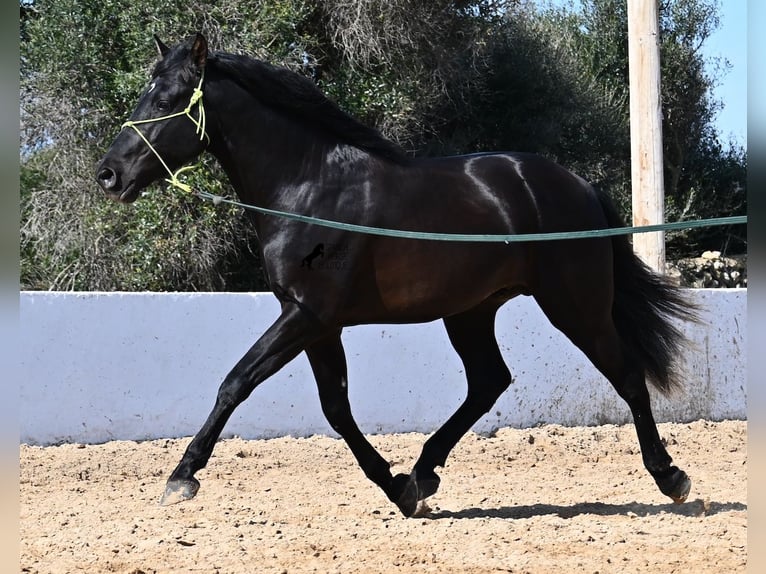 Andalou Étalon 4 Ans 156 cm Noir in Menorca