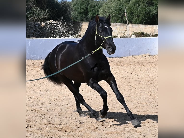 Andalou Étalon 4 Ans 156 cm Noir in Menorca