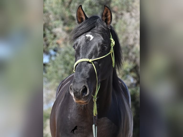 Andalou Étalon 4 Ans 156 cm Noir in Menorca