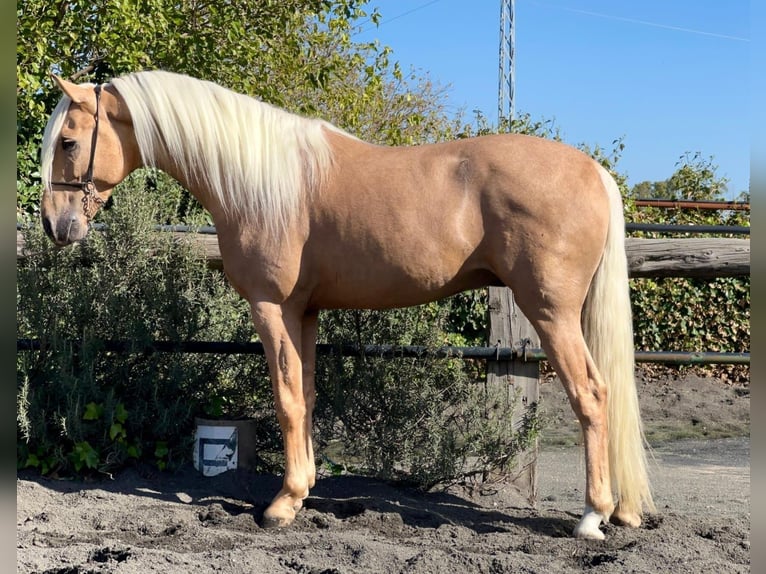 Andalou Étalon 4 Ans 156 cm Palomino in Chiclana de la Frontera