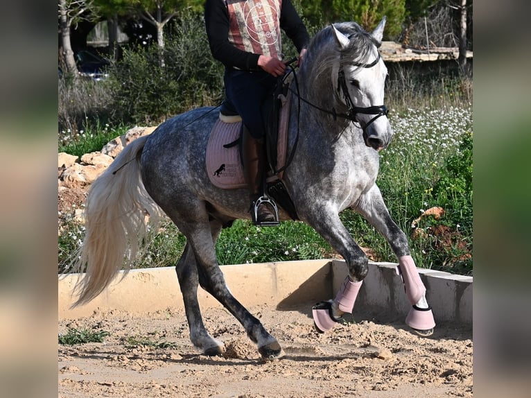 Andalou Étalon 4 Ans 157 cm Gris in Menorca