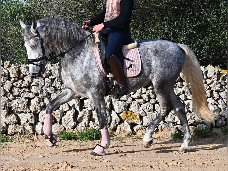 Andalou Étalon 4 Ans 157 cm Gris in Menorca