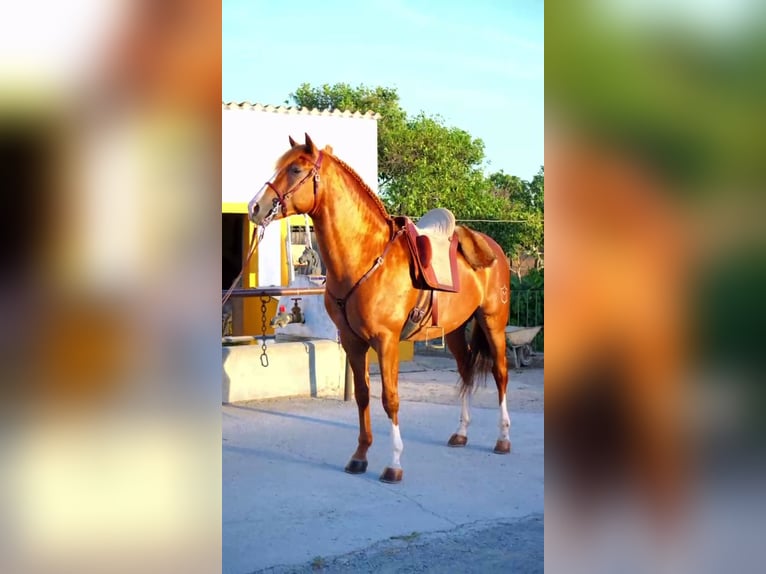 Andalou Étalon 4 Ans 158 cm Alezan in Jerez
