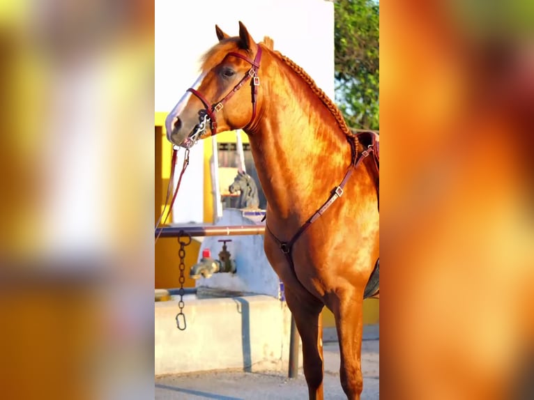 Andalou Étalon 4 Ans 158 cm Alezan in Jerez