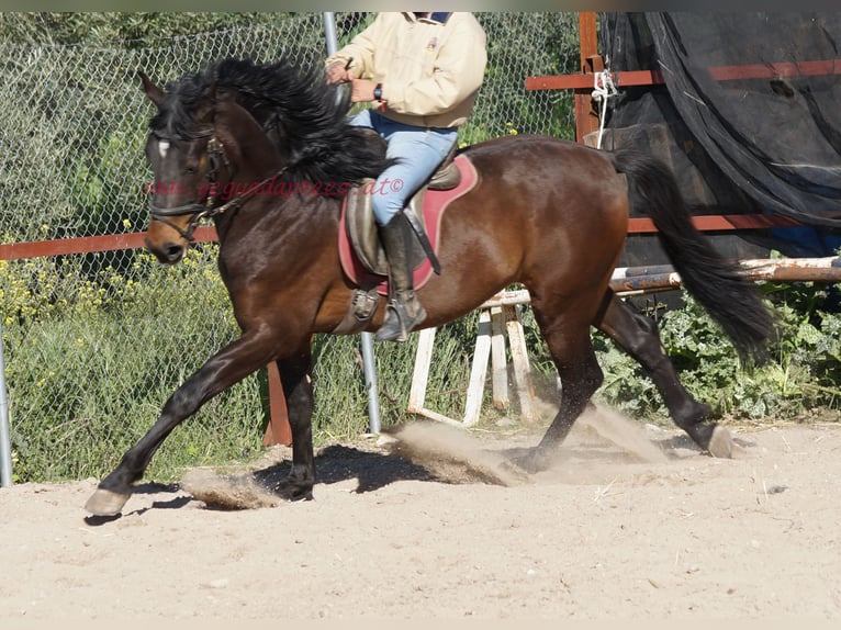 Andalou Étalon 4 Ans 158 cm Bai in Pruna