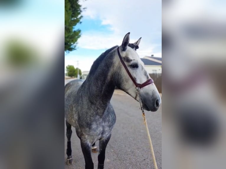 Andalou Étalon 4 Ans 158 cm Gris pommelé in Ermelo
