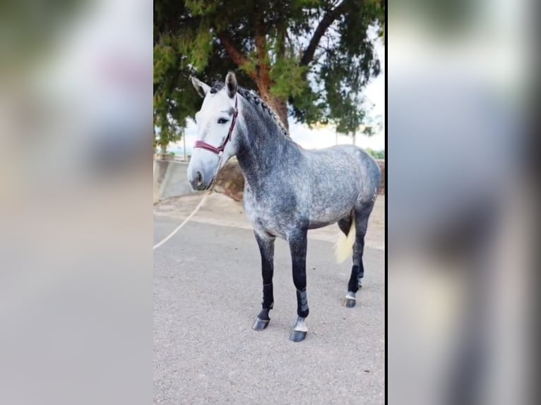 Andalou Étalon 4 Ans 158 cm Gris pommelé in Ermelo