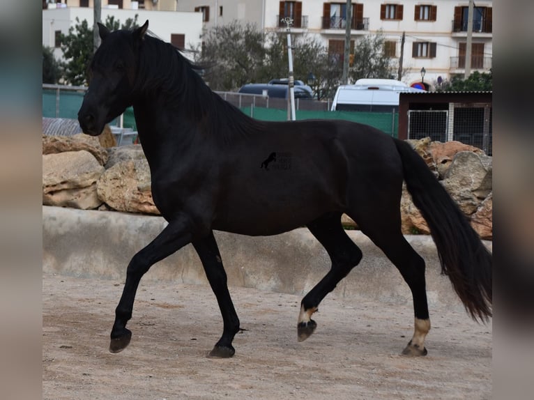 Andalou Étalon 4 Ans 159 cm Noir in Mallorca