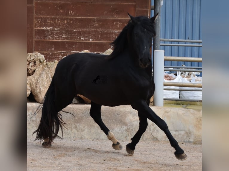 Andalou Étalon 4 Ans 159 cm Noir in Mallorca