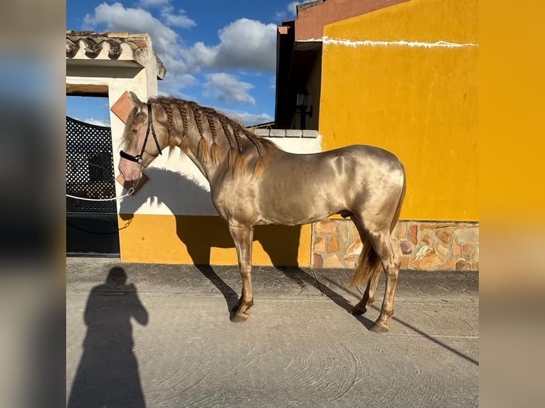 Andalou Étalon 4 Ans 159 cm Perlino in Valderrubio