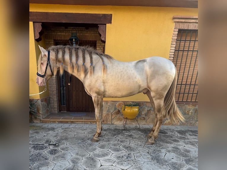 Andalou Étalon 4 Ans 159 cm Perlino in Valderrubio
