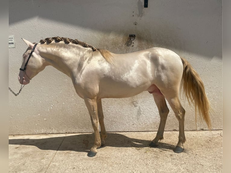 Andalou Étalon 4 Ans 159 cm Perlino in Ermelo