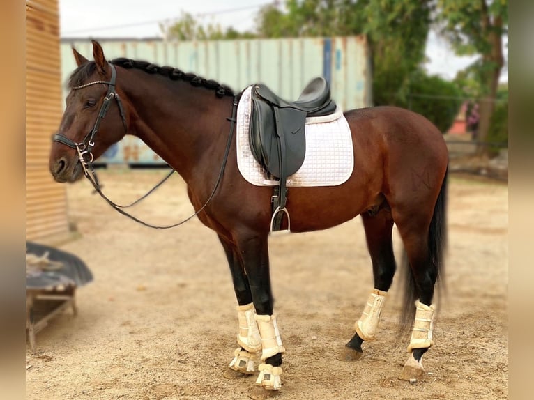 Andalou Étalon 4 Ans 160 cm Bai cerise in Sevilla