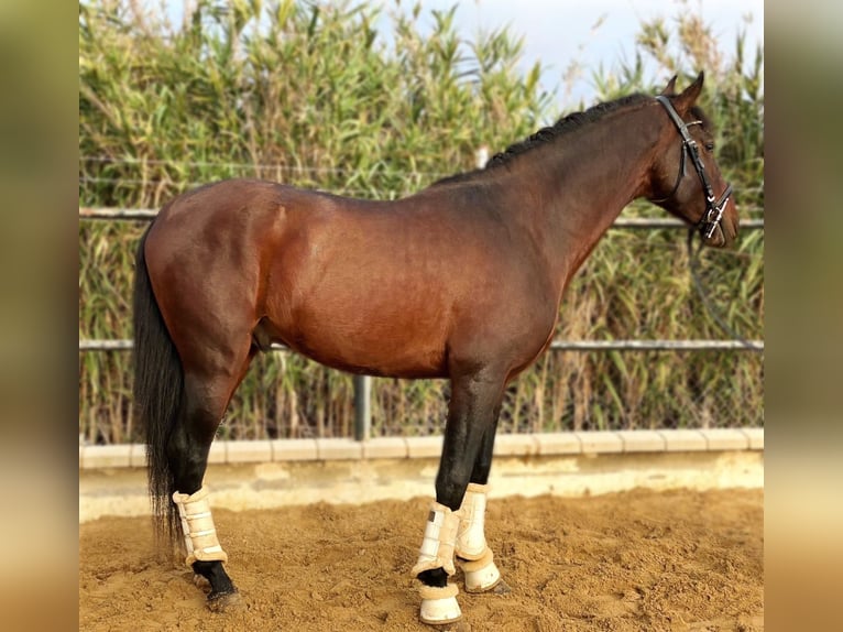 Andalou Étalon 4 Ans 160 cm Bai cerise in Sevilla