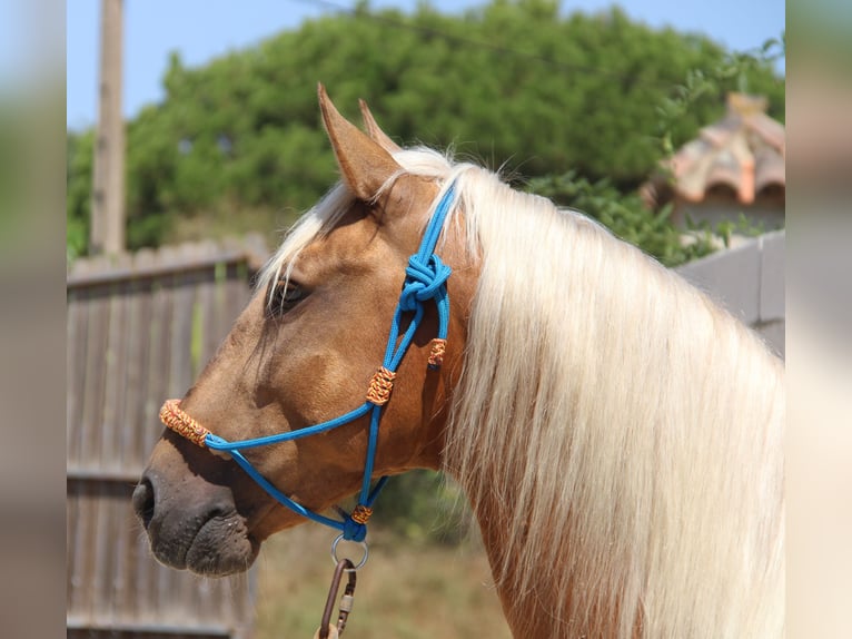 Andalou Étalon 4 Ans 160 cm Palomino in Vejer de la Frontera