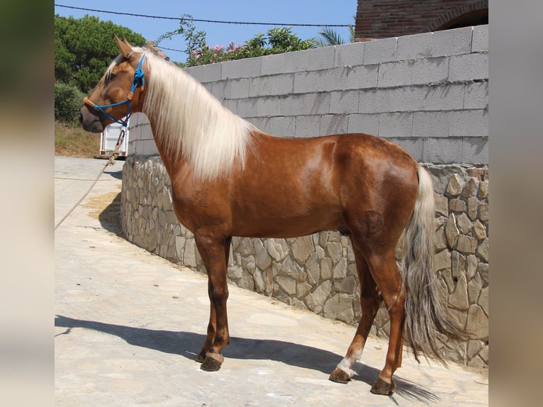 Andalou Étalon 4 Ans 160 cm Palomino in Vejer de la Frontera