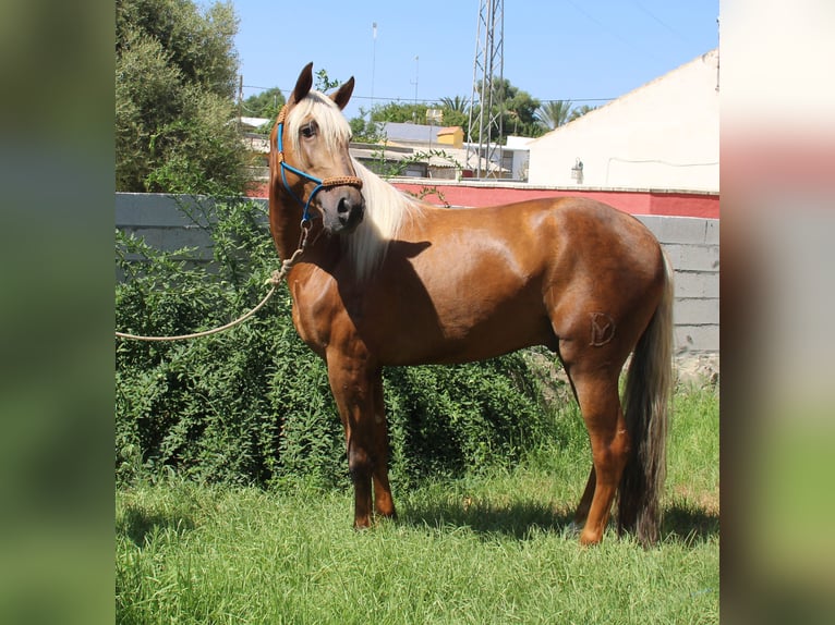 Andalou Étalon 4 Ans 160 cm Palomino in Vejer de la Frontera